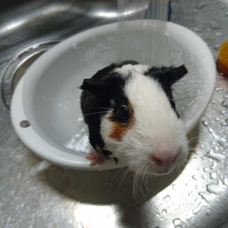 ココアのカバー写真