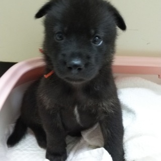 保健所からレスキューした子犬①