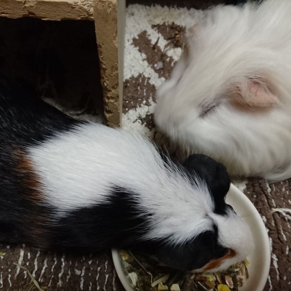 ラズのカバー写真