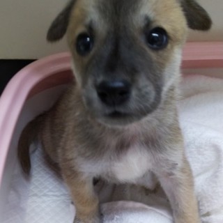 保健所からレスキューした子犬②