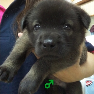 保健所からレスキューした子犬③