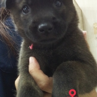 保健所からレスキューした子犬④