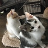 人懐こく、遊ぶの大好きなキジ白君 サムネイル4
