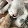 人懐こく、遊ぶの大好きなキジ白君 サムネイル5