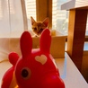 ロディの後ろでナイスひょっこり❗️