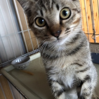 元気で きれいなお顔のキジトラ君3ヶ月くらい