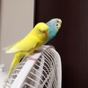 あいり0527