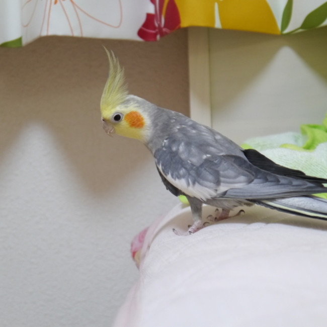 あいり0527のカバー写真