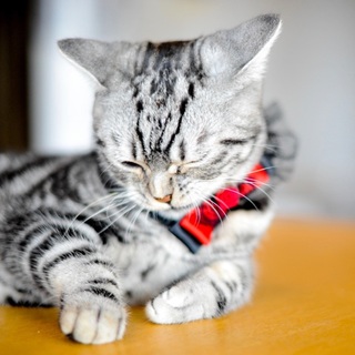 応募多で一旦終了。　へへ♡　ぼく、平和主義者っ！