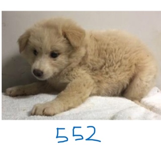 引き出されました。