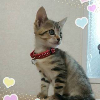 3兄弟 のうちオスのチョコ君！