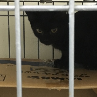 【倉敷保健所】11/7 期限間近！お迎え待ってます