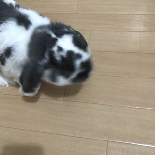 ドローフロップイヤーの男の子