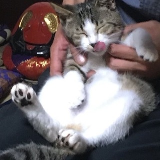 超甘えん坊なサバシロ男の子の里親さん募集中