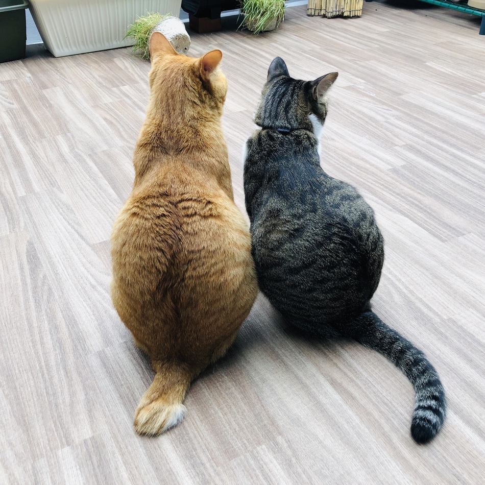 凜 (りん)のカバー写真