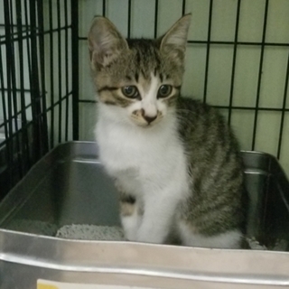 処分間近 可愛いサバシロくん 動画あり