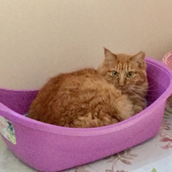 パセリちゃんの近況