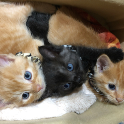 ♡むぎ･なつめ･タラ♡