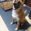 性格抜群！可愛い柴犬のシバ君