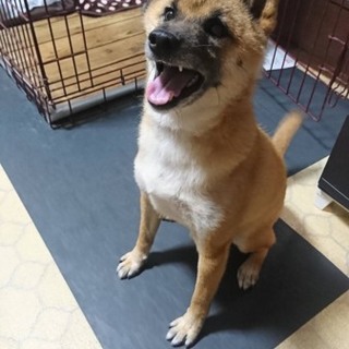 性格抜群！可愛い柴犬のシバ君