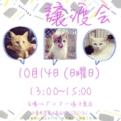 ねこの譲渡会