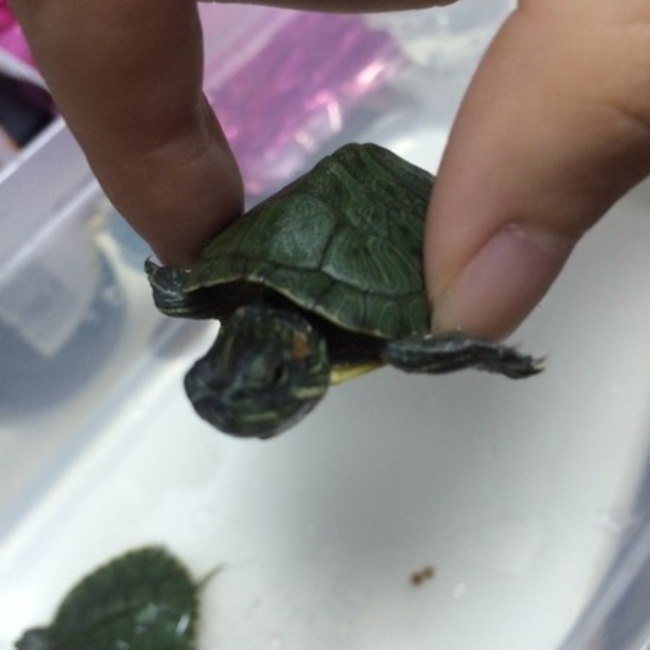 ひかる523のカバー写真