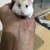ルビたん