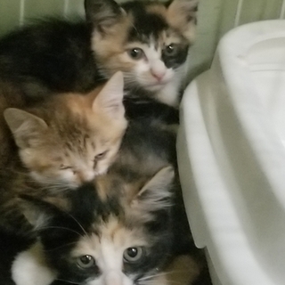 処分間近 可愛いミケちゃん 動画あり