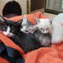 可愛い子猫達です  2ヶ月！