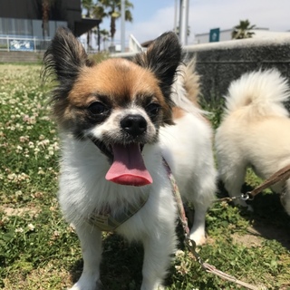 パピヨン×チワワ 人懐っこいミックス犬  男の子