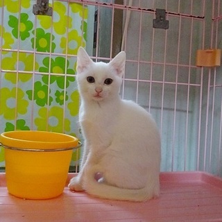 白猫の女の子生後2か月半