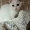 白猫の女の子生後2か月半 サムネイル2
