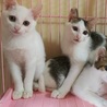 白猫の女の子生後2か月半 サムネイル3