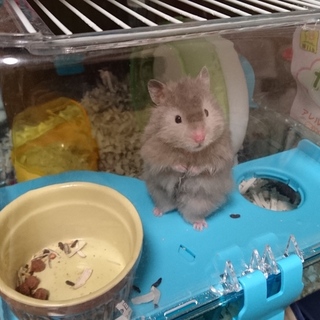 ゴールデンハムスターの子供3匹