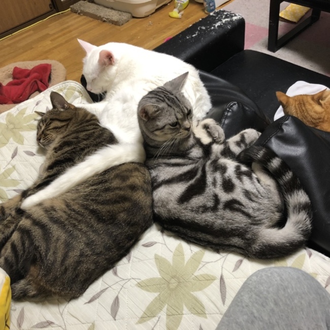 ジュン1108のカバー写真