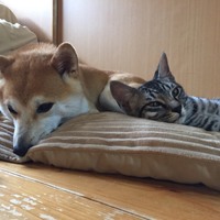 うり