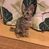 りんご