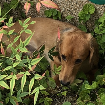 草むら ダイスキ