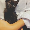 かわいい黒猫ちゃん(子猫)