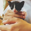 かわいいハチワレ子猫ちゃん