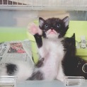 かわいい白黒子猫ちゃん