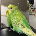セキセイインコの里親募集中です