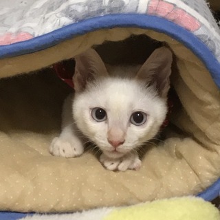 魅力的な男の子