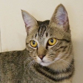 空気の読める可愛いキジトラ男子☆仮名：ダフ♪