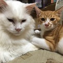 人にべったり子猫(茶白)d