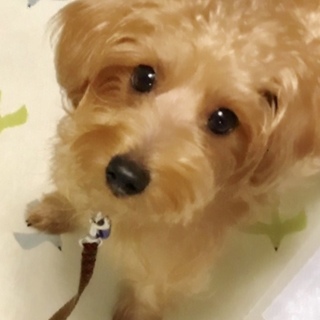 若くて元気いっぱい、甘えん坊のもなかちゃん