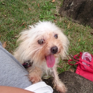 ボロボロだったヨークシャーテリアの女の子