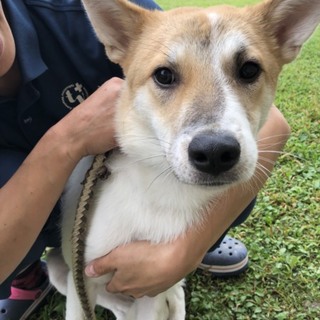 超怖がりだけど甘えん坊♡幼犬クリス去勢済