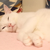 ねねの寝顔 ぶさいくで見ていて飽きない