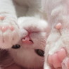 ねねちゃんの子猫時代は毎日悶絶してました